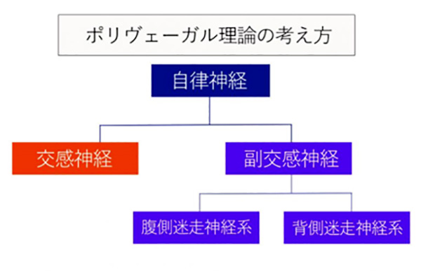 ポリヴェーガル理論の考え方