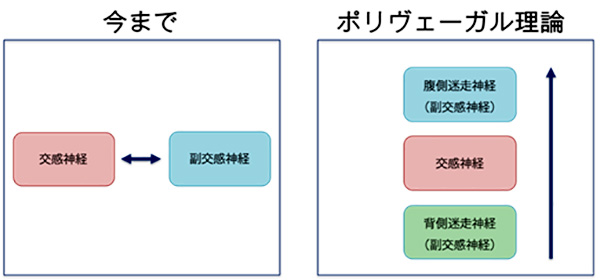 ポリヴェーガル理論　階層化　たかの発達リハビリクリニック