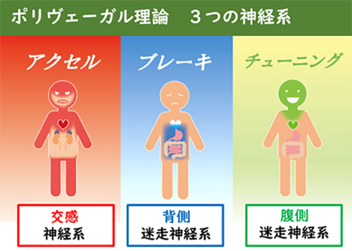 ポリヴェーガル理論の３つの神経系
アクセル（交感　神経系）
ブレーキ
（背側　迷走神経系）
チューニング
（腹側　迷走神経系）
