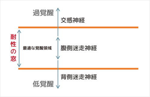 ポリヴェーガル理論
低覚醒　最適な覚醒領域　過覚醒